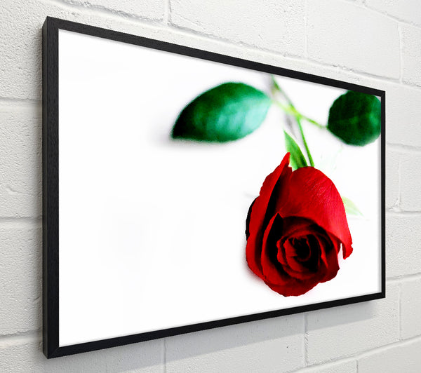 Single Red Rose For The One I Love