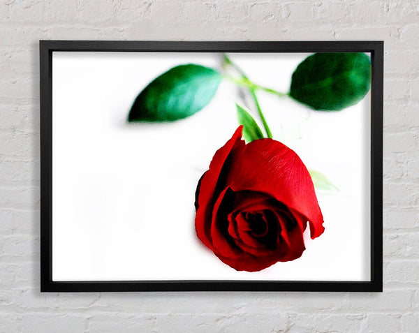 Eine einzelne rote Rose für die Person, die ich liebe