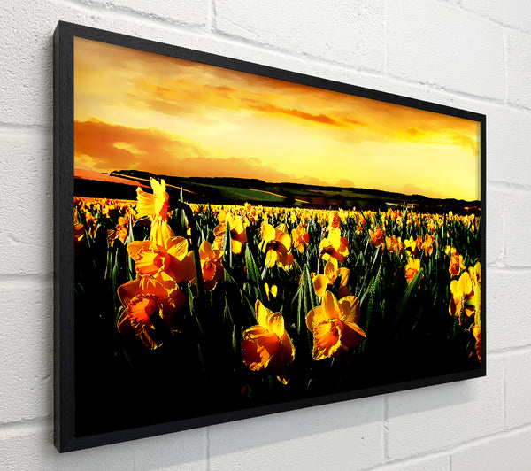 Field Of Golden Daffodils