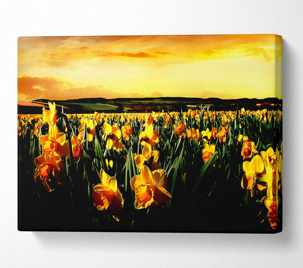  A Canvas Print of Field Of Golden Daffodils Canvas Art