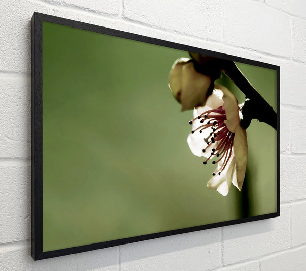 Green Apple Blossom