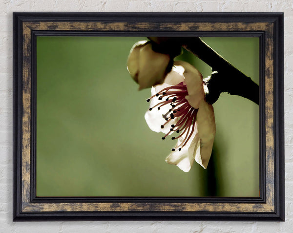Green Apple Blossom Framed Print