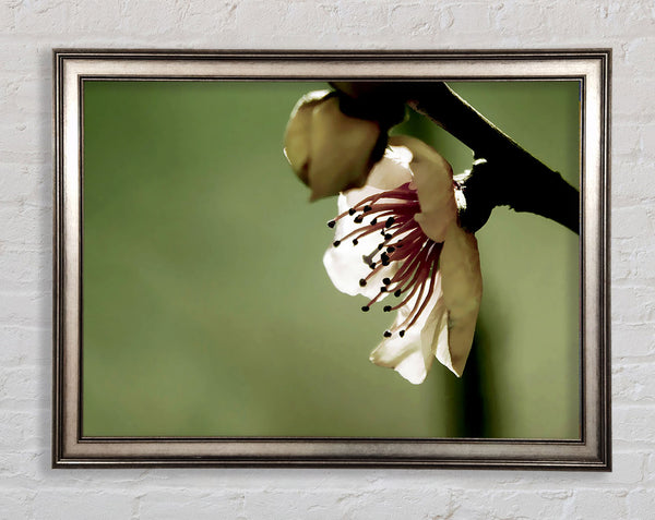 Green Apple Blossom Framed Print