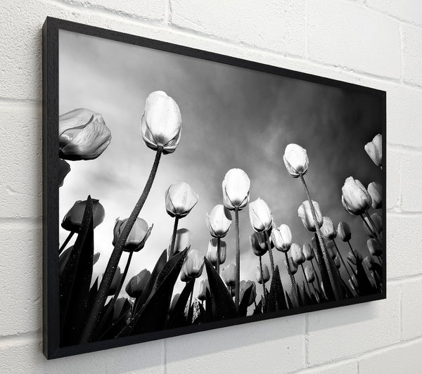Black And White Tulip Skys