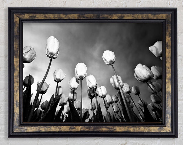 Black And White Tulip Skys Framed Print
