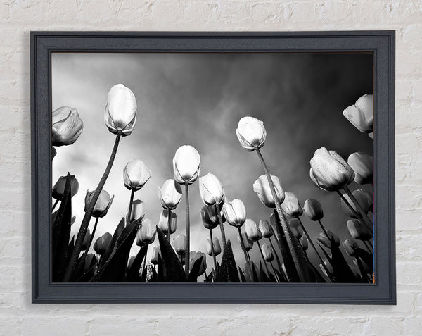 Schwarz-weißer Tulpenhimmel