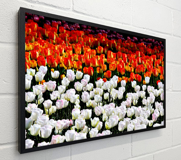 Mixed Tulip Fields