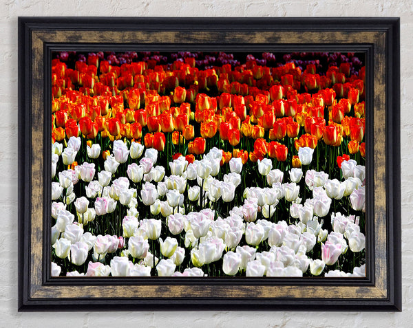 Mixed Tulip Fields Framed Print