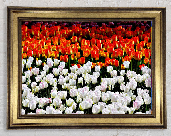 Gemischte Tulpenfelder