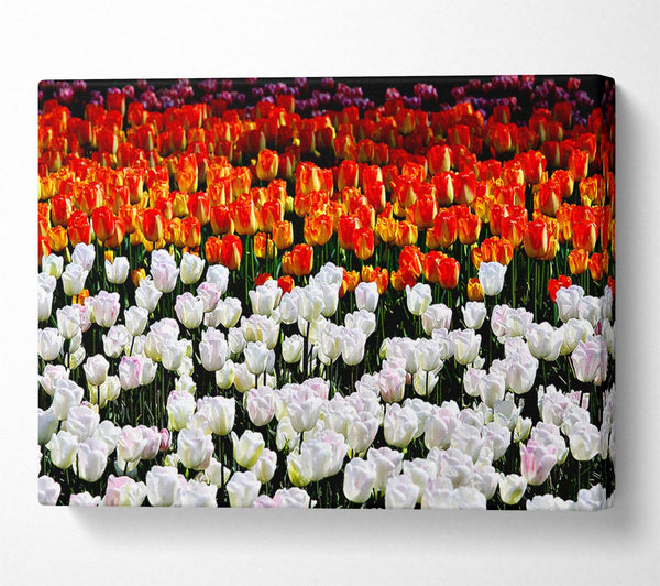  A Canvas Print of Mixed Tulip Fields Canvas Print