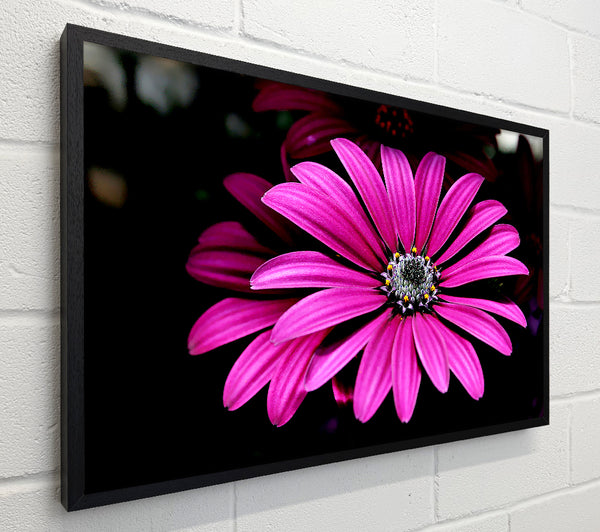 Cerise Daisy Petals