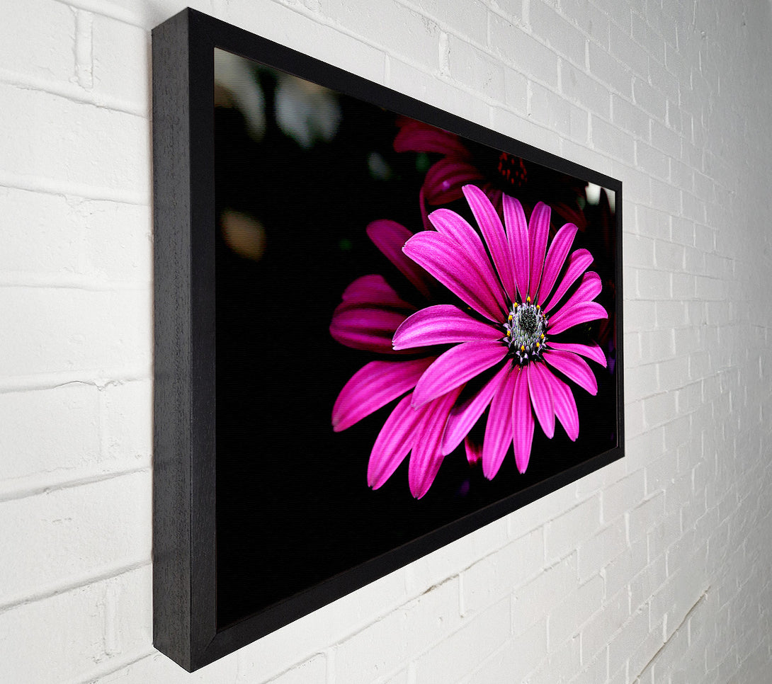  A Canvas Print of Cerise Daisy Petals Canvas Print