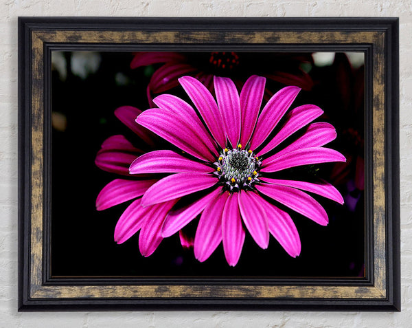Cerise Daisy Petals Framed Print