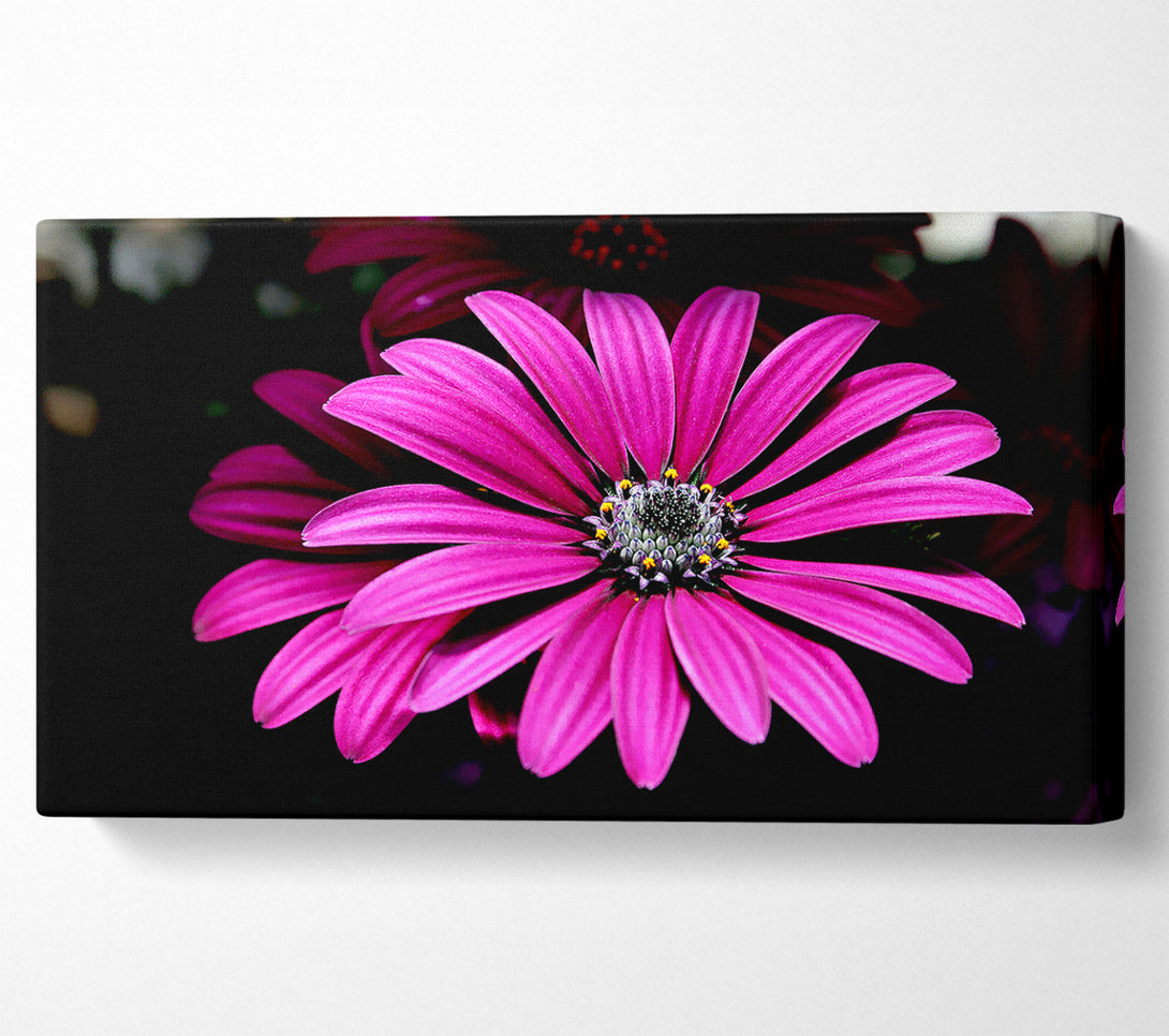  A Canvas Print of Cerise Daisy Petals Canvas Print