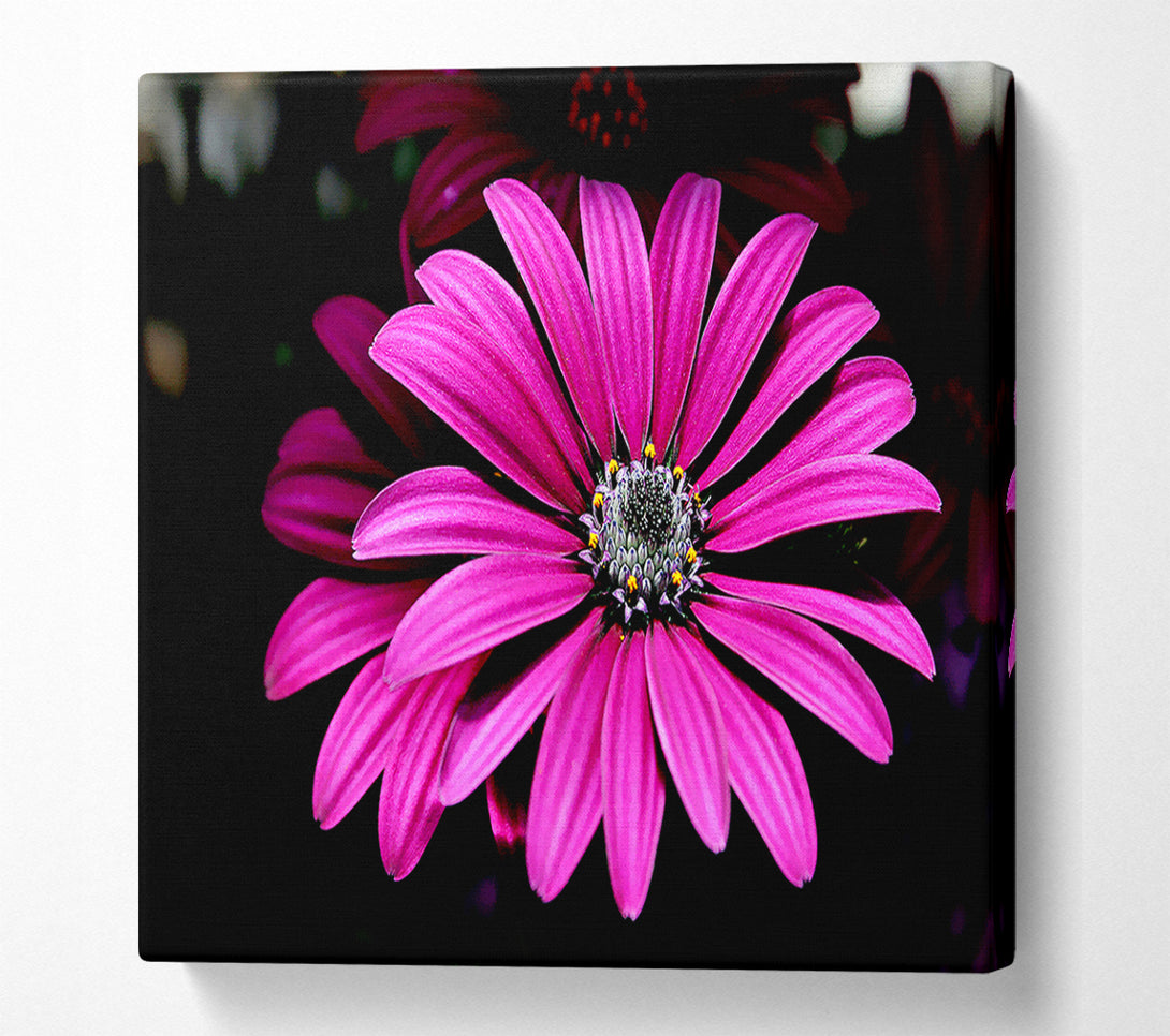  A Canvas Print of Cerise Daisy Petals Canvas Print
