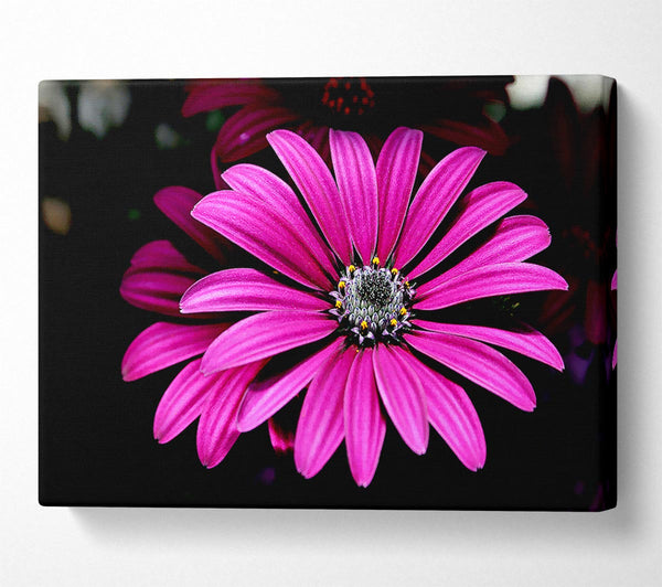  A Canvas Print of Cerise Daisy Petals Canvas Print