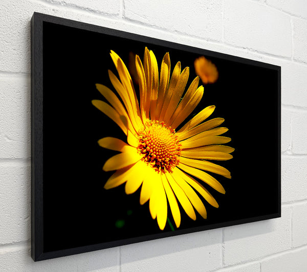 Golden Daisy Petals