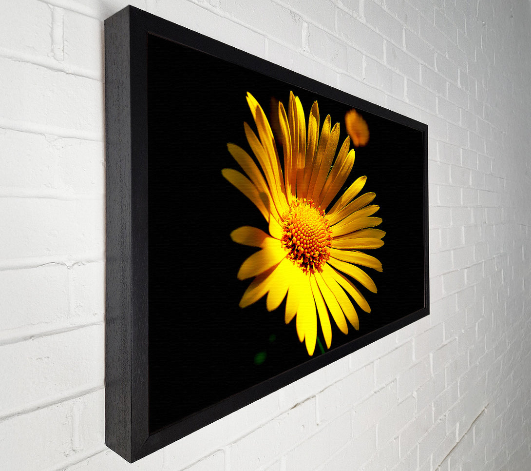  A Canvas Print of Golden Daisy Petals Canvas Print