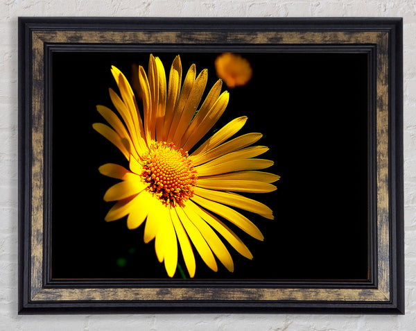 Golden Daisy Petals Framed Print