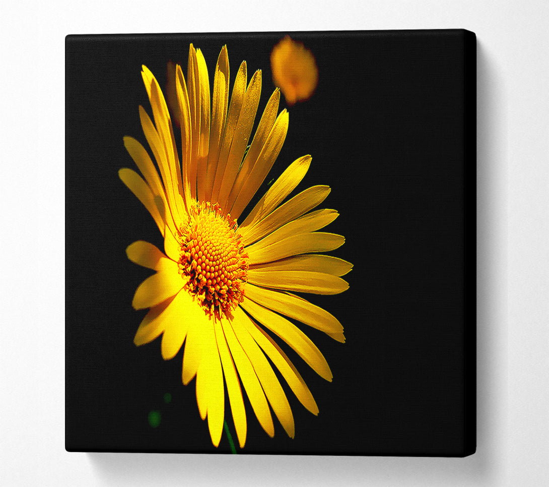  A Canvas Print of Golden Daisy Petals Canvas Print