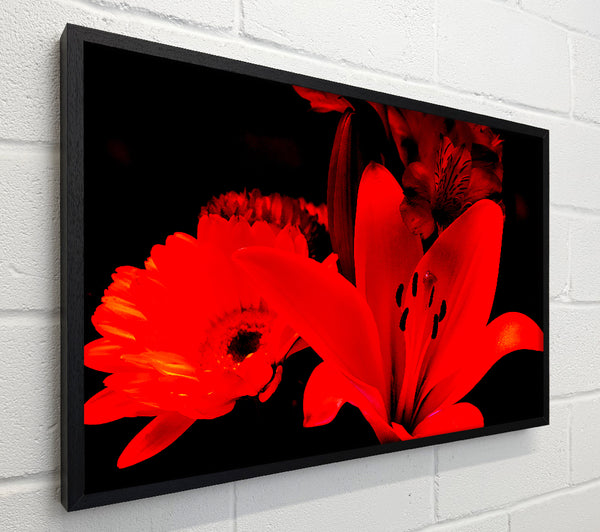 Infra Red Bloom