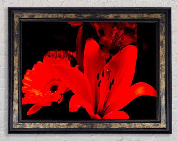 Infra Red Bloom Framed Print