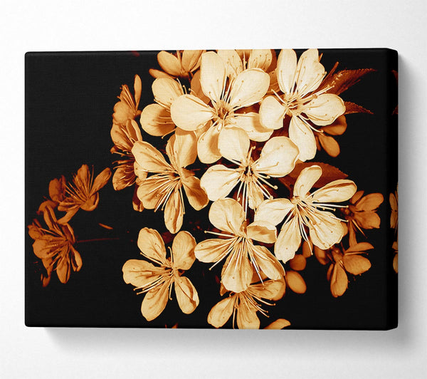  A Canvas Print of Cocoa Flowers Canvas Art