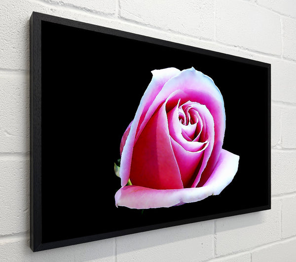 Pink Rose On Black