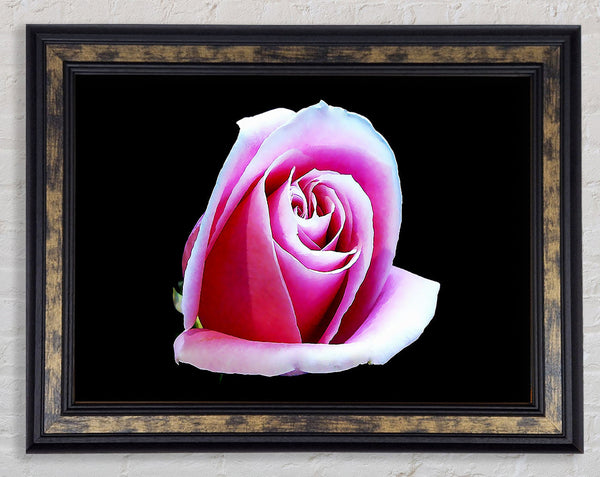 Pink Rose On Black Framed Print