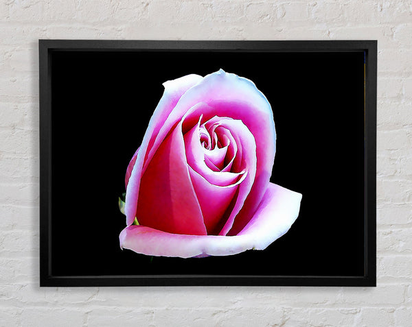 Rosa Rose auf Schwarz