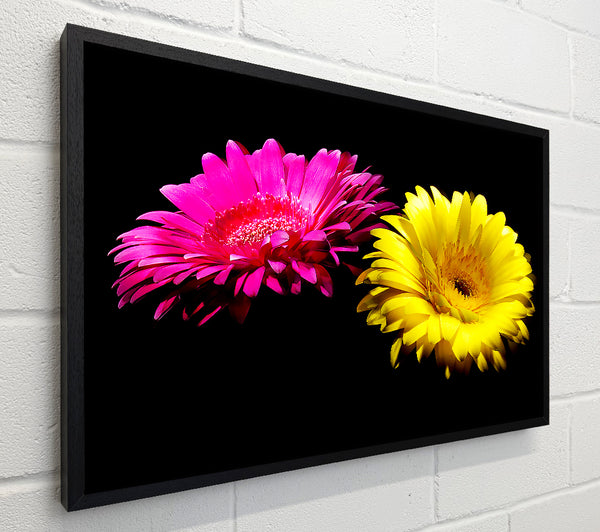 Pink And Yellow Gerbera Delight