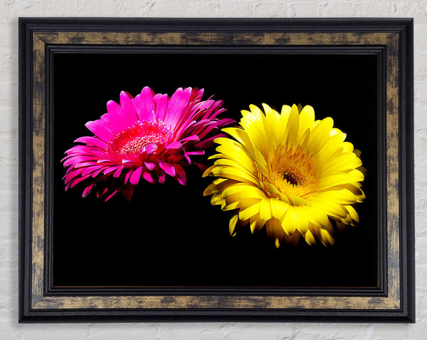Pink And Yellow Gerbera Delight Framed Print
