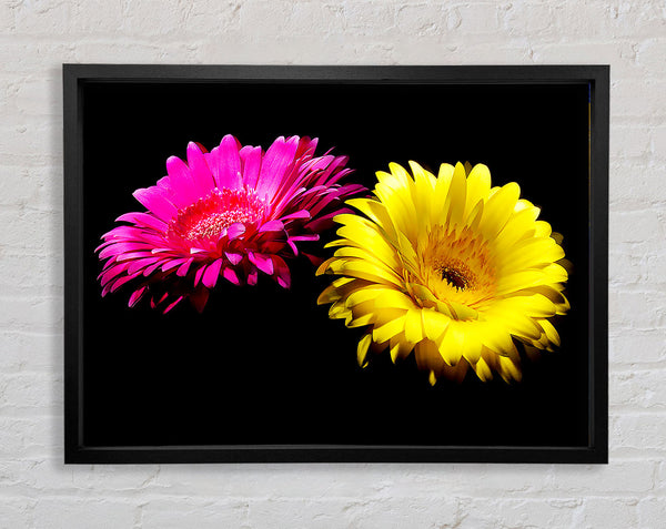 Rosa und gelbe Gerbera Freude