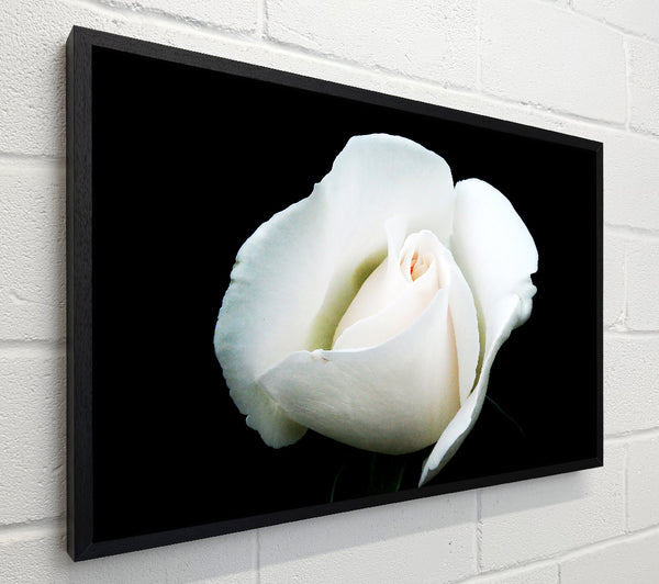 White Rose Blossom