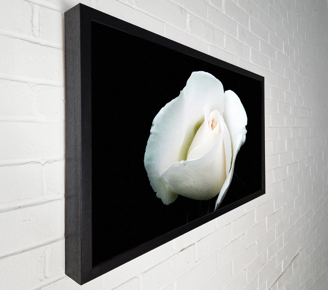  A Canvas Print of White Rose Blossom Canvas Art