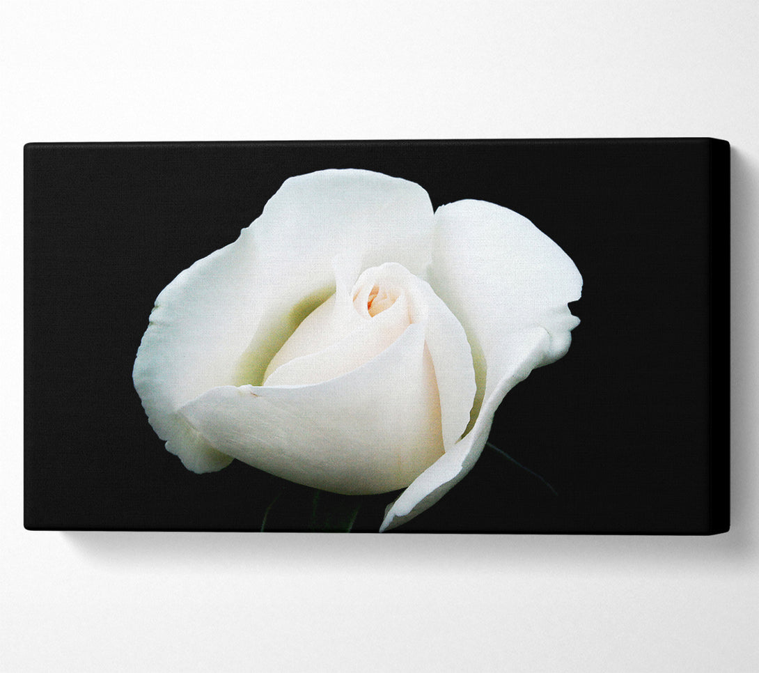  A Canvas Print of White Rose Blossom Canvas Art