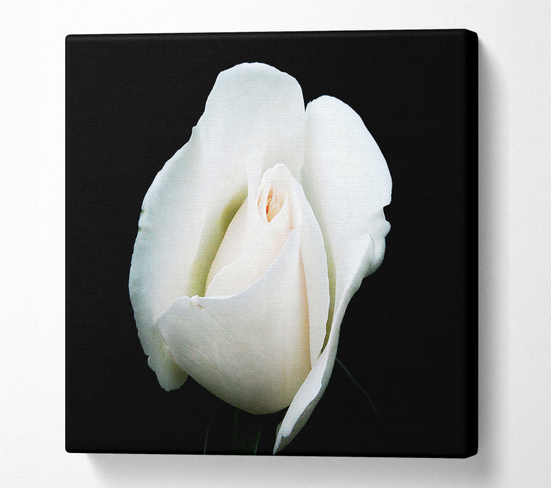  A Canvas Print of White Rose Blossom Canvas Art