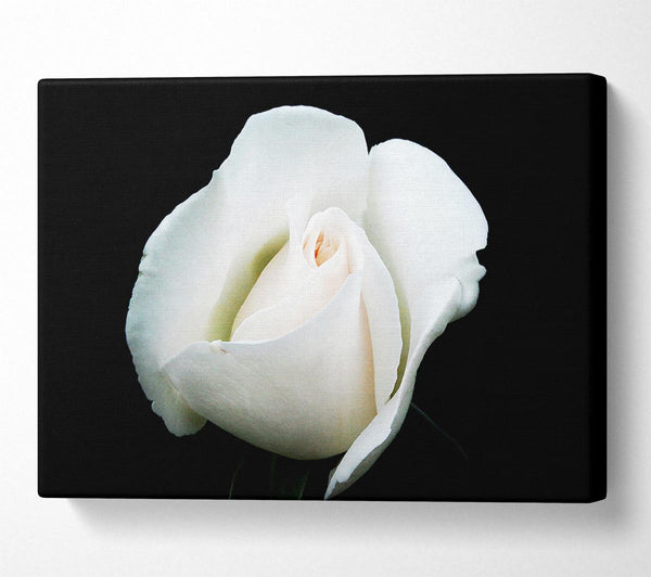  A Canvas Print of White Rose Blossom Canvas Art