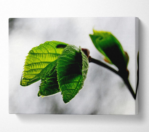  A Canvas Print of The Winter Leaves Canvas Wall Art