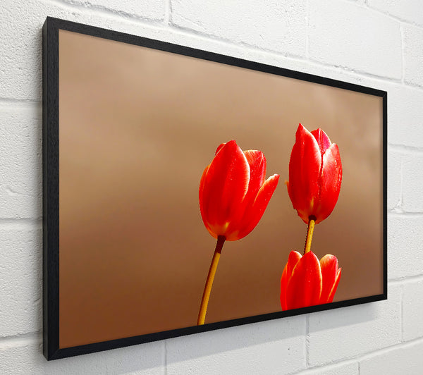 Red Tulip Trio