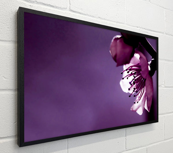 Purple Apple Blossom