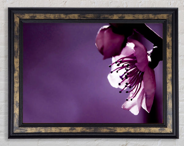 Purple Apple Blossom Framed Print