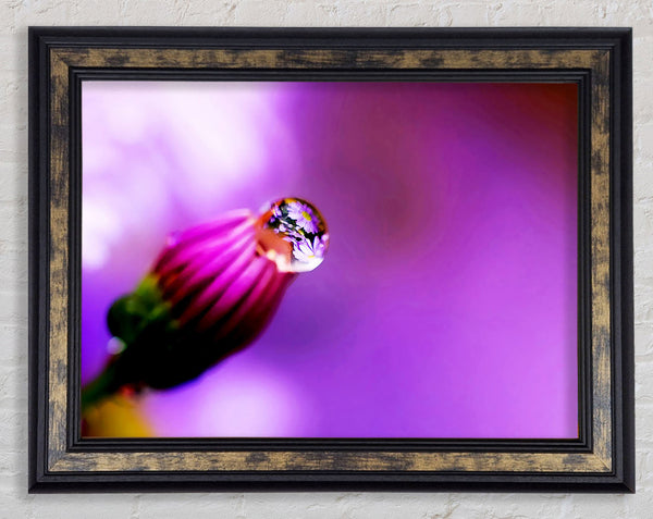 Purple Water Drop Reflection Framed Print