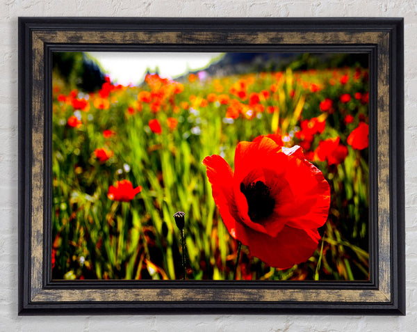 Red Poppy Fields In Golden Sunlight Framed Print