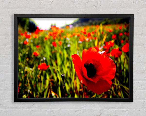 Red Poppy Fields In Golden Sunlight Framed Print