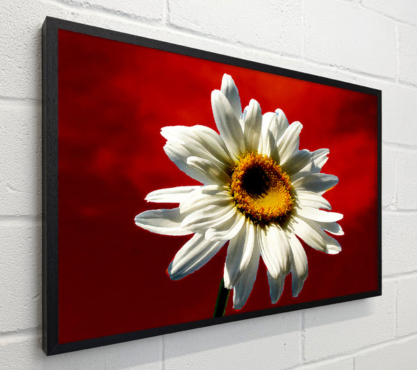 White Daisy On Red