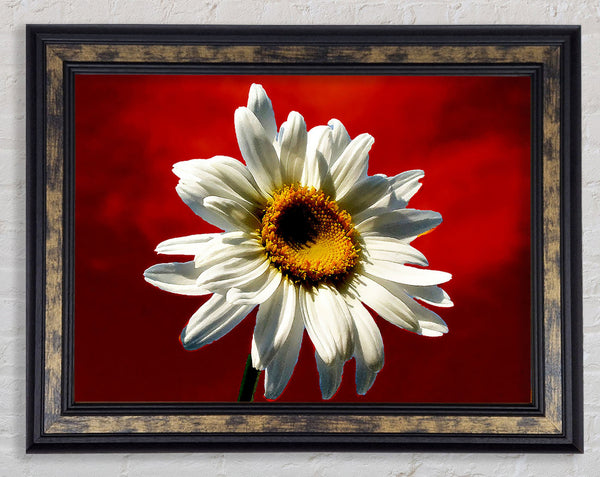 White Daisy On Red Framed Print