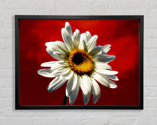 White Daisy On Red