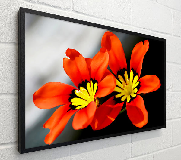 Orange Petaled Beauties