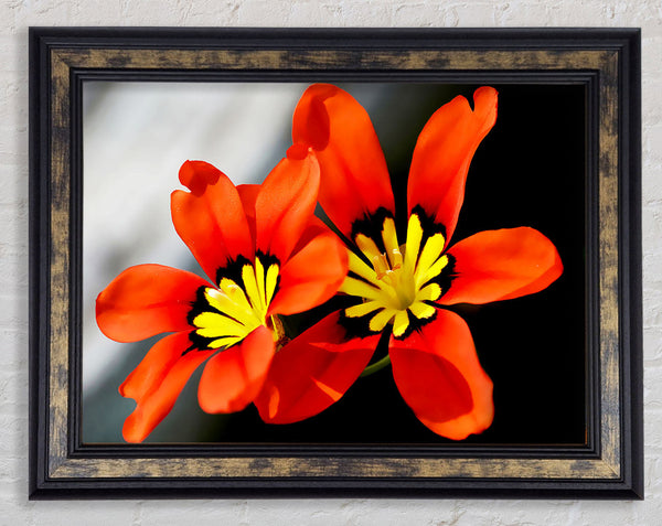 Orange Petaled Beauties Framed Print